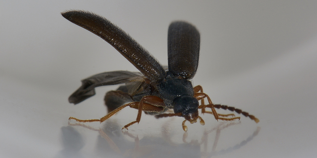 Mycetochara linearis, Alleculidae/Tenebrionidae